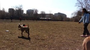 Тайский риджбек. Учимся дог фризби