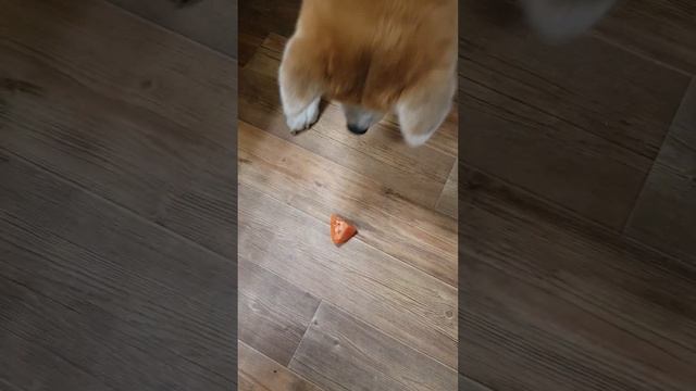 Оши (АКИТА-ИНУ) смотреть онлайн