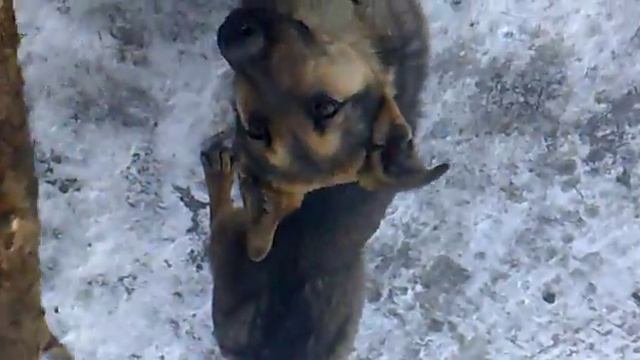 немецкий щенок 8 месяцев Дос смотреть онлайн