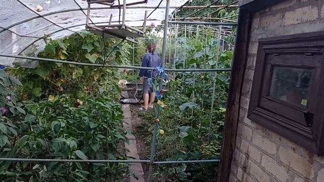 Полив огорода. смотреть онлайн