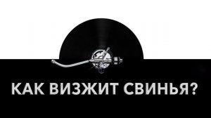 Как визжит свинья? ? Звук визжащей свиньи и какие звуки издает свинья