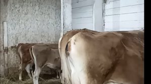 РАЗВАЛИМ СТЕНУ ДЛЯ КОРОВНИКА