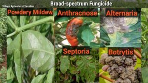 BASF merivon fungicide | merivon Fungicide basf | merivon fungicide complete details | telugu | bas