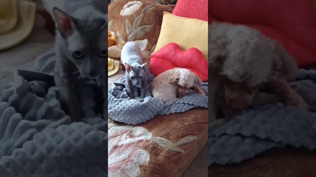 Мышь и Рыж смотреть онлайн