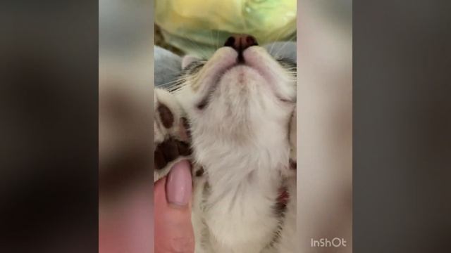 самый красивый котёнок The most beautiful kitten