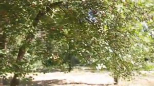 Красные ягоды