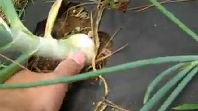 Memorial Day 2010 garden update.avi смотреть онлайн