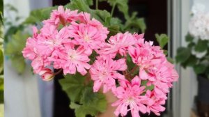 #пеларгония #зонартик Unicorn Zonartic Rose