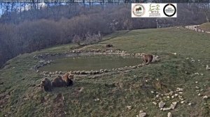 Три друга- мишки отдыхают у водоема #Медведи#Поляна#Румыния