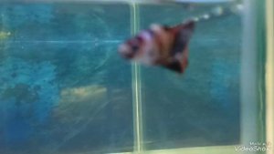 Петушок кои плакат