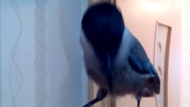 Голубая сорока Монька: Знакомство с квартирой смотреть онлайн