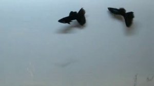 Гуппи черный монах разведения ООО "ПАНАКФИШ"