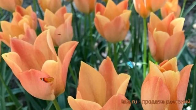 Тюльпан ботанический Брайт Джем ? обзор: как сажать, луковицы тюльпаны Брайт Джем смотреть онлайн