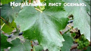 ? НЕ ОБРЕЗАЙ ВИНОГРАД ПОСЛЕ ЭТОГО НИКОГДА. Когда лучше нарезать черенки и обрезать виноград.