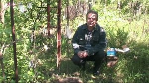 Результаты весенней прививки сливы