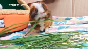 СВОИМИ РУКАМИ ЗА КОПЕЙКИ ЗАГОН ДЛЯ МОРСКИХ СВИНОК Лайфхак SvinkiShow