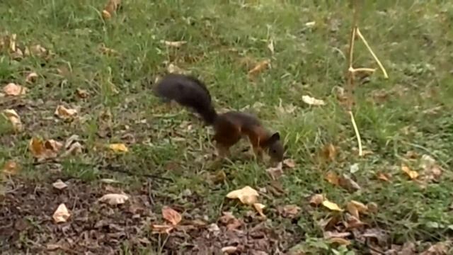 Белка на Речном вокзале смотреть онлайн