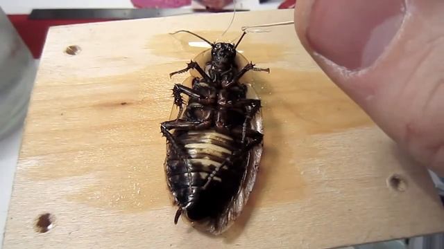 Поетапное создание таракана киборга смотреть онлайн