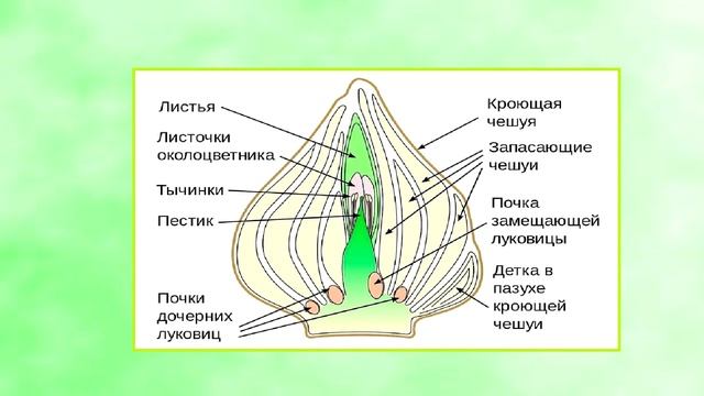 Цветение тюльпанов зависит от условий хранения луковиц.