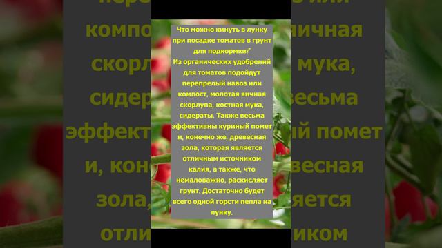 Что можно кинуть в лунку при посадке Томатов в грунт.