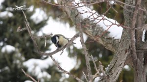 В Жигулевском заповеднике школьникам рассказали о редких птицах