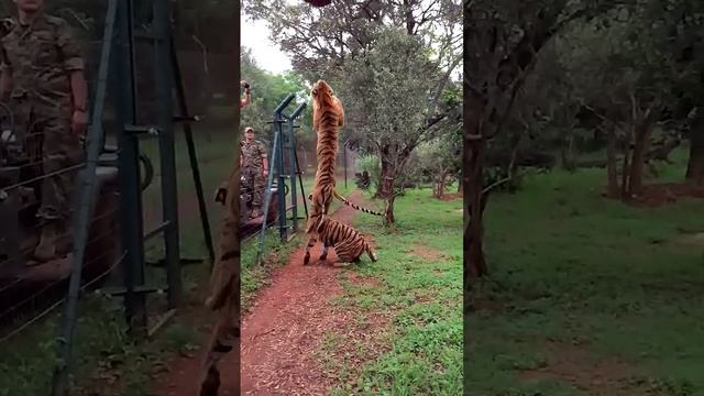 Tiger jumps to catch meat, filmed in slow-motion