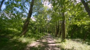 Дорога в лесу / Cinelog 35