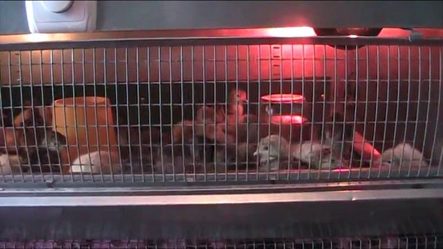 Вопрос поения в первые 10 дней жизни индюшат.Март 2017 г.//Секреты хороших урожаев. смотреть онлайн