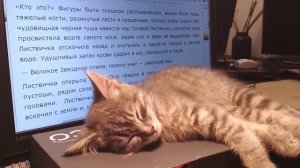 Няша не хочет пить воду, я волнуюсь. Чем и как кормить котенка в 2.5 - 3 месяца.