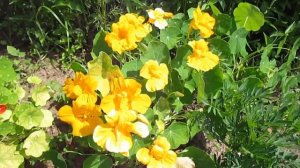 Сад в середине лета Ландшафтный дизайн сада