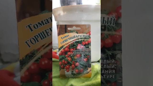 Томат горшечный, первые всходы. 2 видео. #shorts