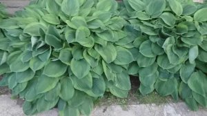 Гортензии  крупнолистные и хосты❤❤❤?