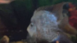 Цихлазома бриллиантовая дисковая.Характер и поведение в Цихлиднике.