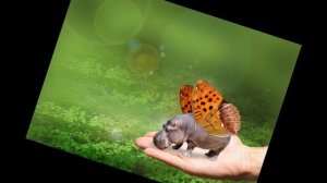 Песня о летающих бегемотах, стихи Тим Собакин, музыка Михаил Приходько, поёт Галина Пухова