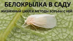 Белокрылка.