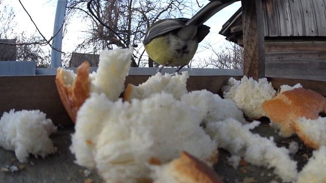 СИНИЦЫ В КОРМУШКЕ смотреть онлайн