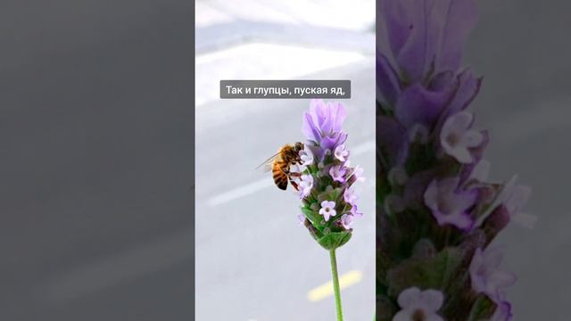 У меня на балконе расцвела лаванда смотреть онлайн