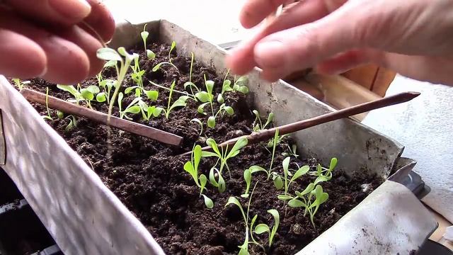 Рассада газании страдает! Как помочь красавице газании?! Чёрная ножка грибковое заболевание! смотреть онлайн