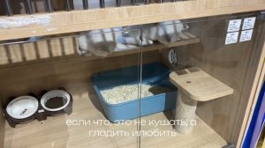 влог: выходные студентов в Шэньяне//хеллоуин в Китае