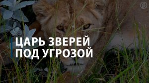Царь зверей под угрозой