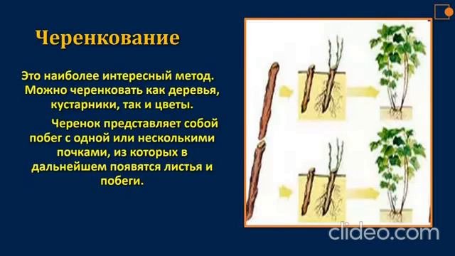 Размножение растений