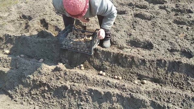 Апрель: садим картошку посадка_картошки весенние_работы_огороде смотреть онлайн
