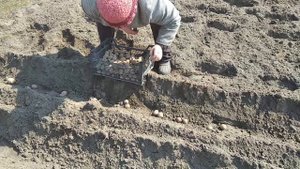 Апрель: садим картошку   посадка_картошки    весенние_работы_огороде