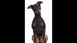 Миниатюрный   Пинчер/Miniature Pinscher (порода собак HD slide show)!