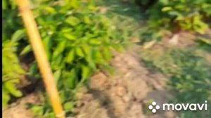 ИТАЛЬЯНСКИЙ ОГОРОД&ПОМИДОРЫ В ОТКРЫТОМ ГРУНТЕ ОБЗОР #италия #огород #овощи #dana #помидоры #томаты