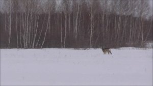 В лес на коне по глубокому снегу. Into the forest on horseback through deep snow.