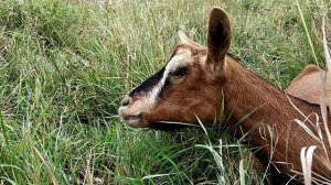 Почему коза орёт?!? Можно ли с этим что-то сделать???