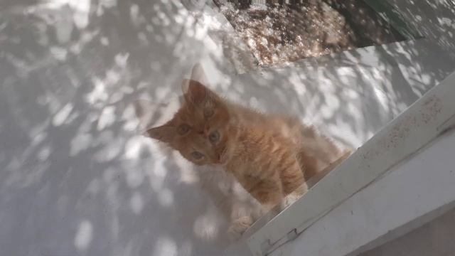 Мой кот пися смотреть онлайн