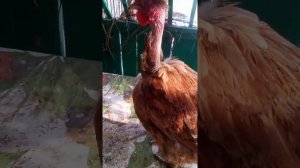 Курочка породы голошейка