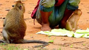 Abandoned baby Savana is forced to live in Troop monkey,but she cried and refused to join with them